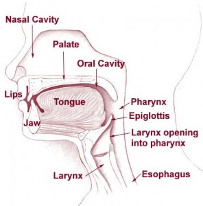 vocal cavity